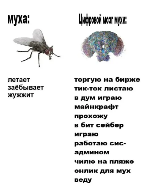 Цифровой мозг мухи