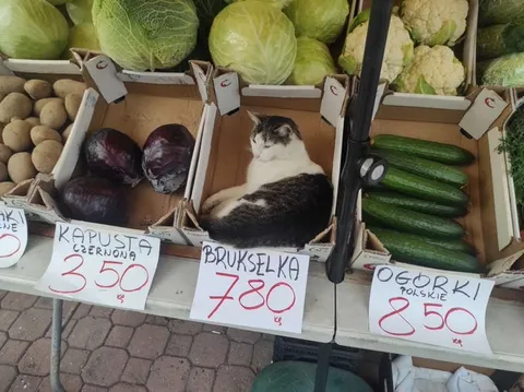 Kot sprzedawany jako brukselka