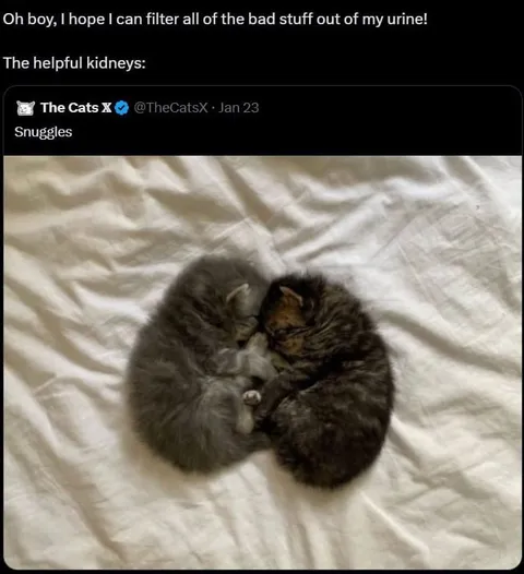 Helpful Kidneys Snuggling Cats