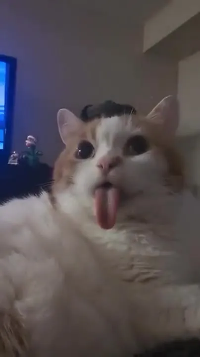 Кот с высунутым языком