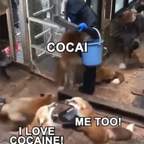 Red Pandas Discover Cocaine