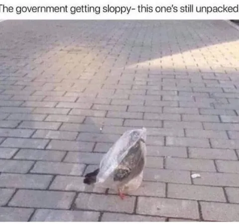 Government Forgot to Unpack Pigeon