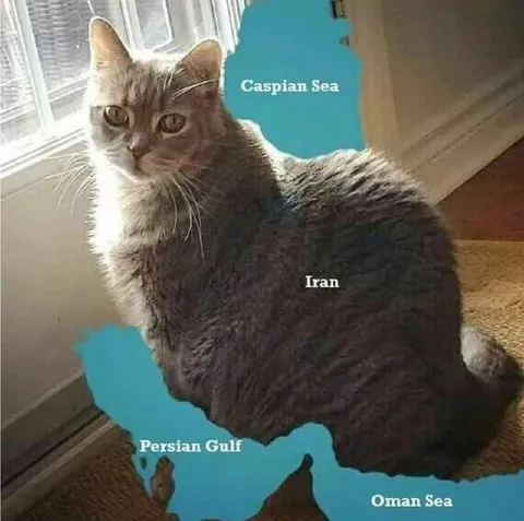 Cat Shaped Like Iran