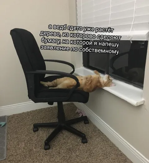 Кот ждёт заявление об увольнении