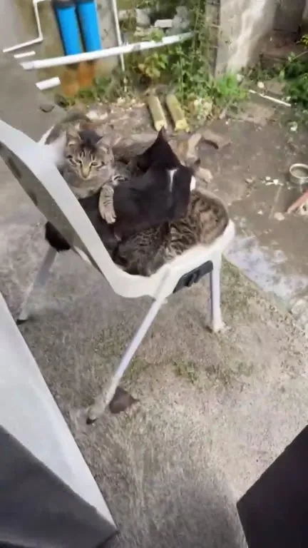 Стул, полный котов