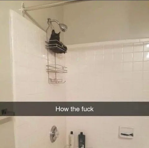 How the Fuck Is That Cat There