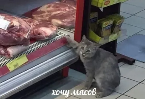 Кот хочет мяса