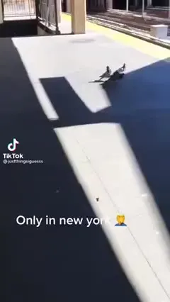 Pigeons Fight as Train Arrives