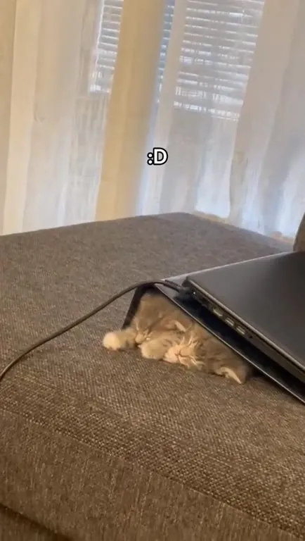 Кот спит под ноутбуком