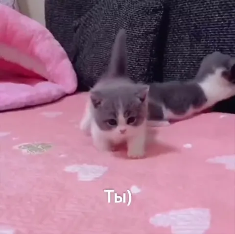 Ты) маленький котёнок идёт