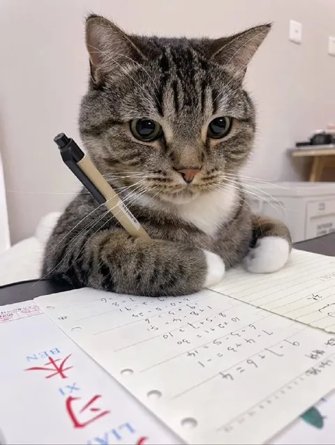 Кот решает контрольную