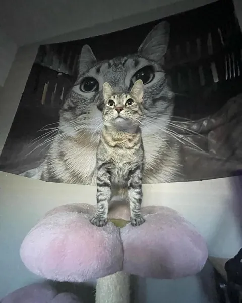 Кот на фоне своего портрета