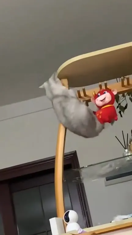 Cats Breaking Everything