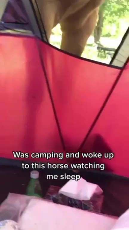 Horse Watching Me Sleep