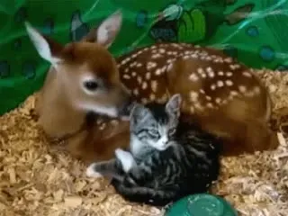 Оленёнок и котёнок дружат