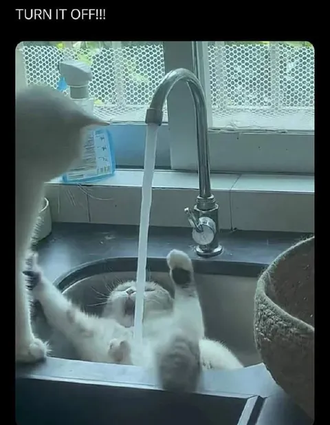 Cat Demands the Faucet Off