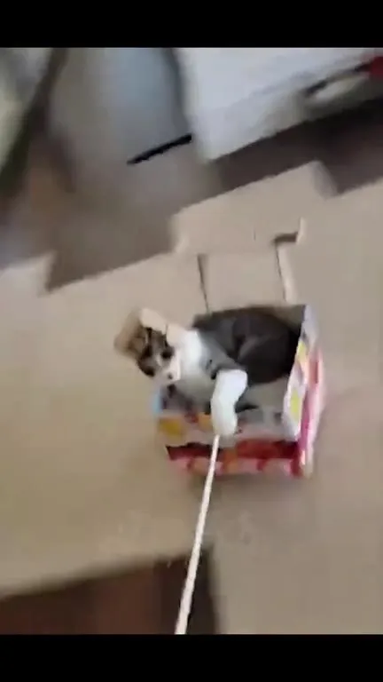 Cats Being Ridiculously Dramatic