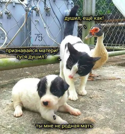 Ты мне не родная мать