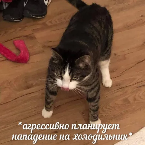 Кот планирует нападение на холодильник