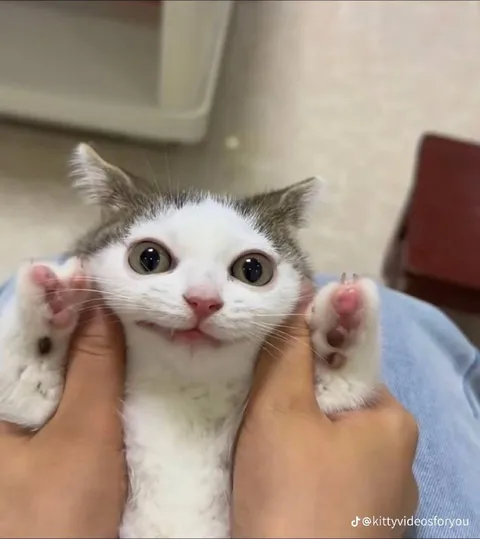 Котёнок с поднятыми лапками