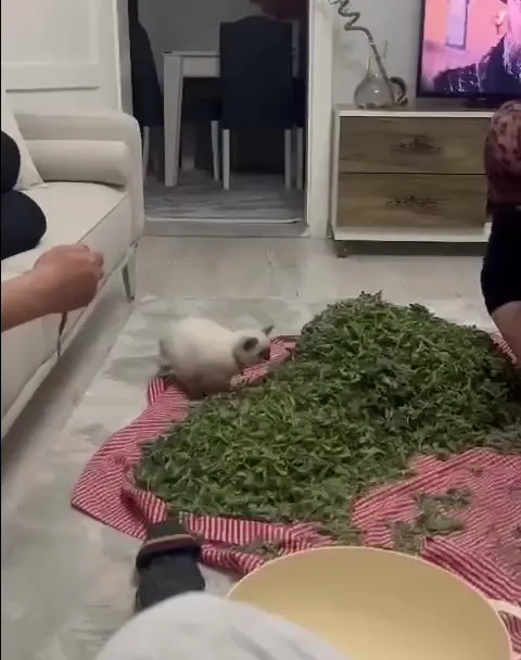 Котёнок исчез в зелени