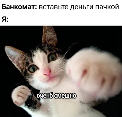 Кот, который не понял шутку