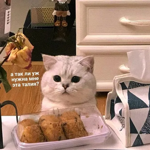 Коту не нужна талия