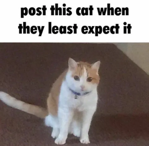 Post This Cat Unexpectedly