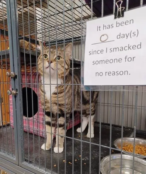 Cat Smacked Someone for No Reason