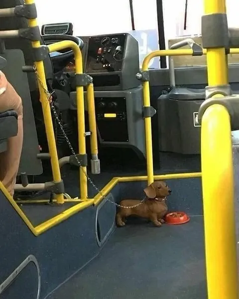 Такса едет в автобусе