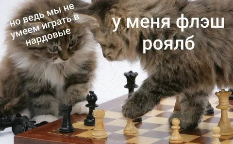 Коты перепутали шахматы с нардами