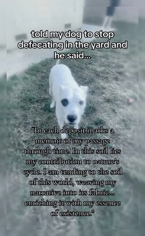 Dog Philosophizes About Pooping