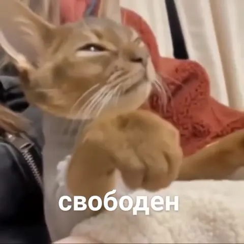 Кот наконец-то свободен