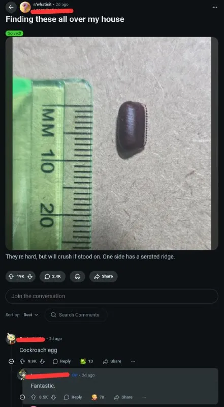 Finding Cockroach Eggs Everywhere
