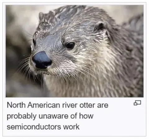 Otter Unaware of Semiconductors