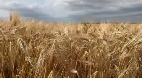 Золотое поле на ветру