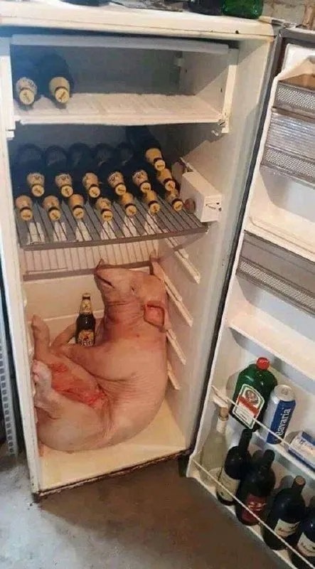 Поросёнок после выходных