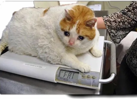 Cat Weighs In as Fat