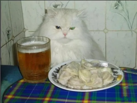 Кот за ужином с пельменями