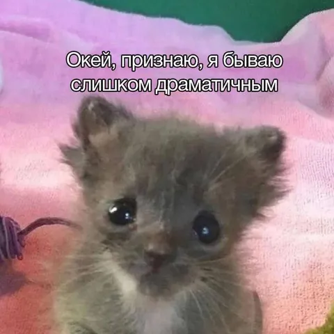 Слишком драматичный котёнок