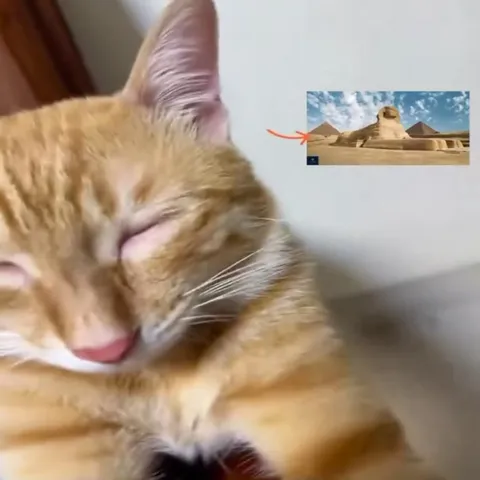 Кот позирует как сфинкс