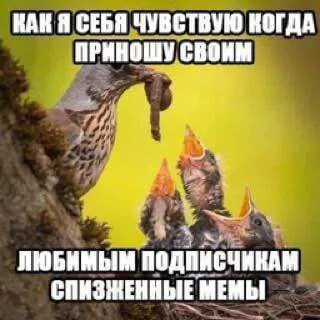Как я себя чувствую с мемами