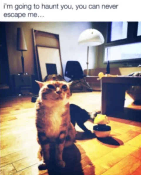 Cat That Will Haunt You
