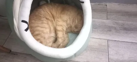 Кот свернулся в уютном домике