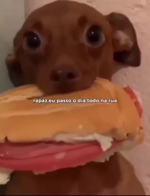 Cachorro roubando meu pão