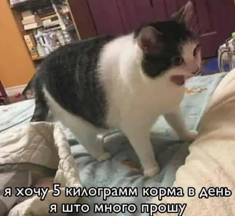 Кот требует пять килограммов корма