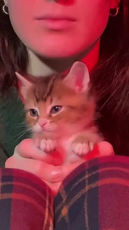 Котёнок в ритме песни