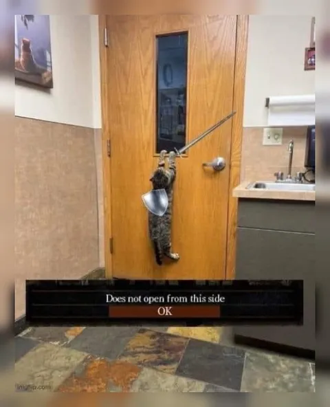 Cat Accepts the Door Doesn't Open