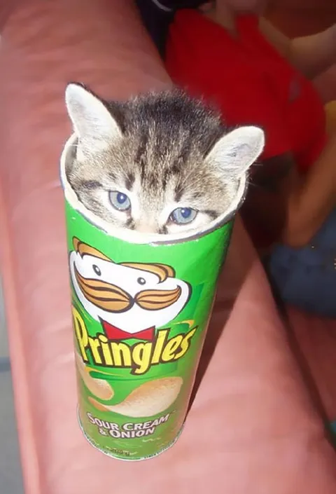Cat in a Pringles Can