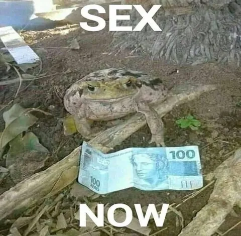 Sex Now Frog Meme